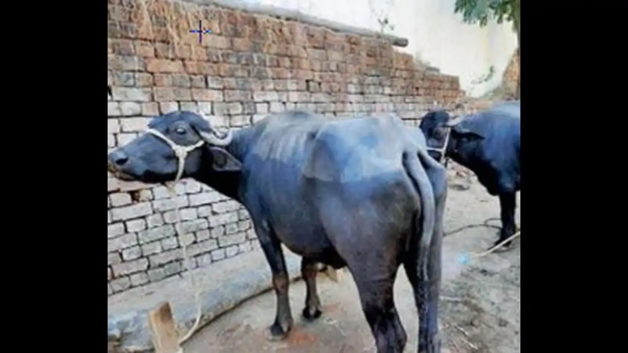 नाशिकमध्ये मका चाऱ्यातून विषबाधा : ४१  म्हशी दगावल्या 