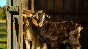 गोंदिया : अडीच महिन्याचे शेळीच पिल्लू देते  दूध.