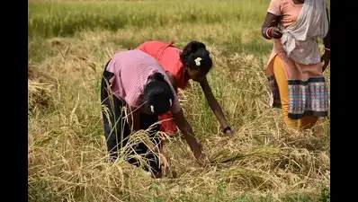 गोंदिया जिल्ह्यात रब्बी हंगामातील धान खरेदीचे उद्दिष्ट संपल्याने शासकीय धान खरेदी केंद्र बंद