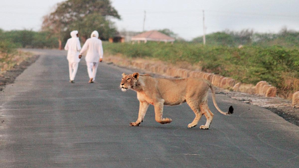 गुजरात राज्यात गेल्या ५वर्षात सिंहाची संख्या ३२टक्क्यांनी वाढली 